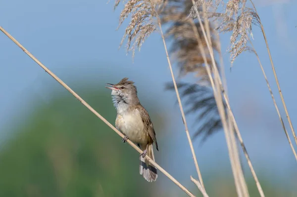 Great Reed Warbler Acrocephalus Arundinaceus Nature Habitat — Fotografia de Stock