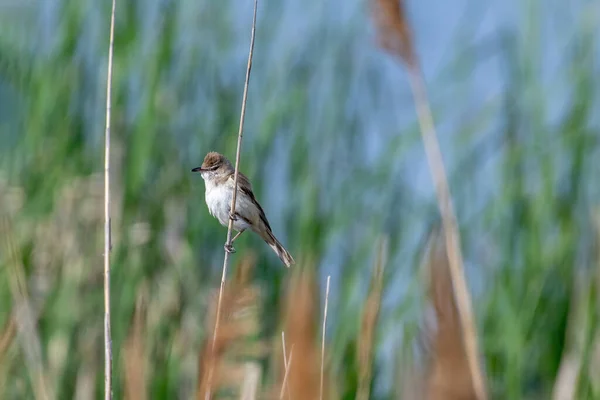 Большая Камышовка Acrocephalus Arundinaceus Естественной Среде Обитания — стоковое фото