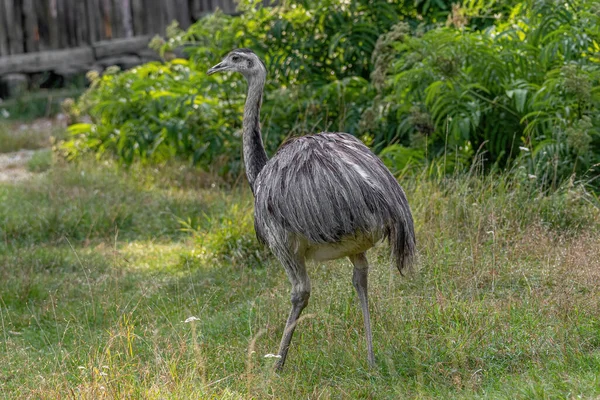 Gemeenschappelijke Emu Emoes Novaehollandiae Tweede Grootste Levende Vogel Hoogte Haar — Stockfoto