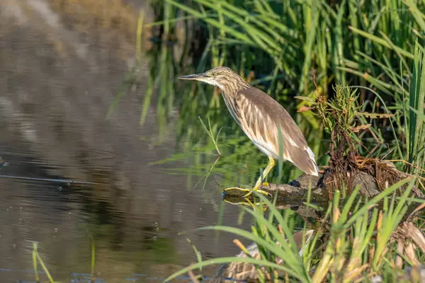 Close Squacco Heron Ardeola Ralloides — стоковое фото