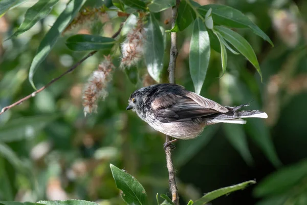 Long tailed Tit - Aegithalos caudatus sitting on the branch.Wildlife photo