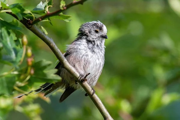 Long tailed Tit - Aegithalos caudatus sitting on the branch.Wildlife photo