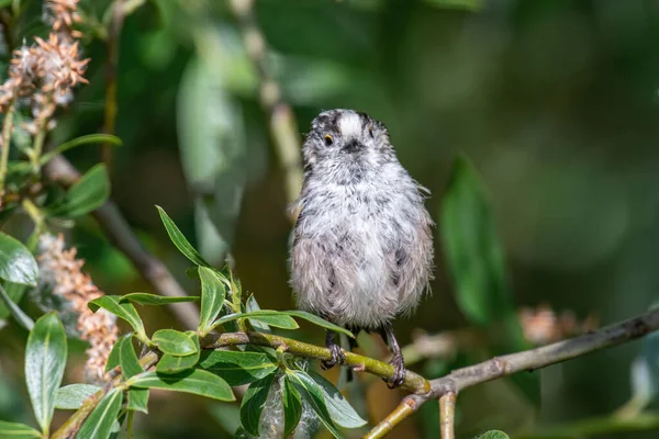 Long tailed Tit - Aegithalos caudatus sitting on the branch.Wildlife photo