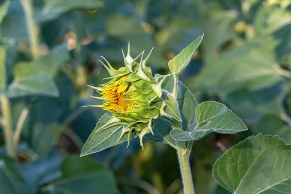 Tournesol Paysage Agricole Fond Gros Plan Sur Les Tournesols Images De Stock Libres De Droits