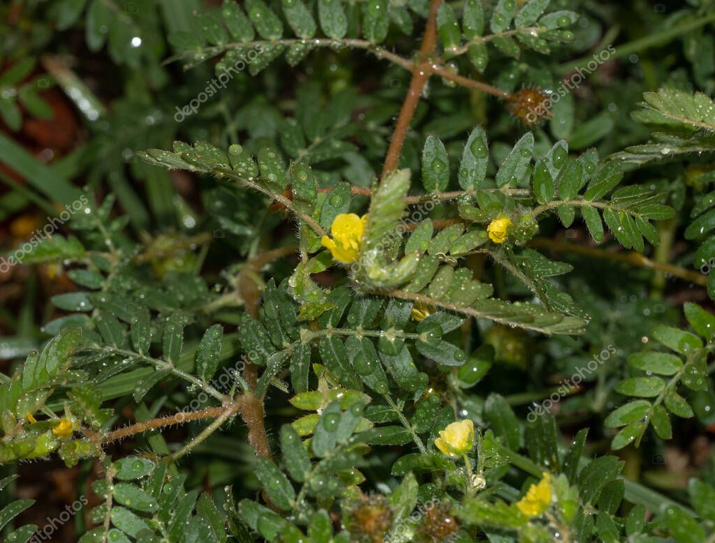 Tribulus terrestris es una planta anual en la familia de las caltropos