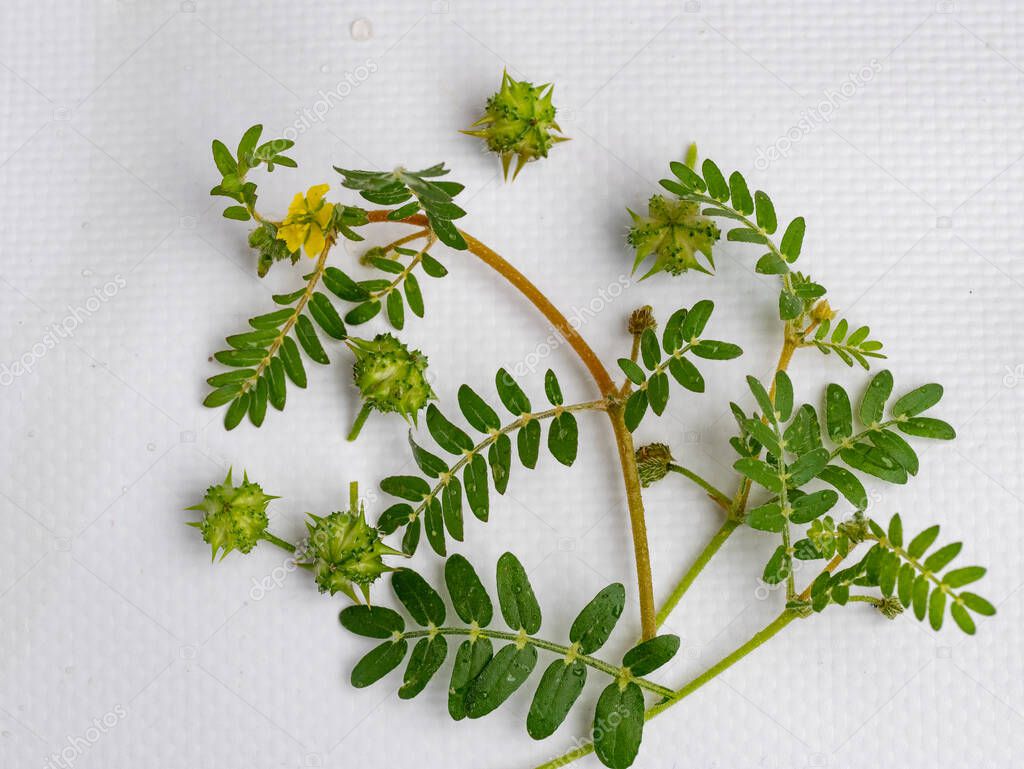 Tribulus terrestris es una planta anual en la familia de las caltropos