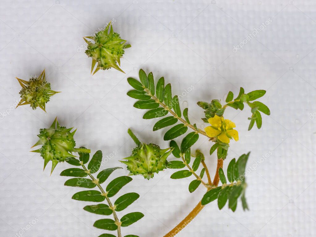 Tribulus terrestris es una planta anual en la familia de las caltropos