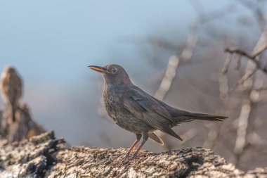 Bir karatavuğun (Turdus merula), doğa ve vahşi kuş görüntüsü