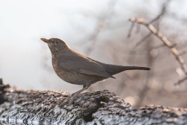 Bir karatavuğun (Turdus merula), doğa ve vahşi kuş görüntüsü