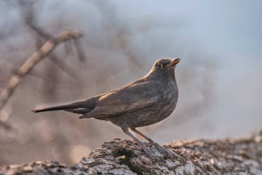 Bir karatavuğun (Turdus merula), doğa ve vahşi kuş görüntüsü