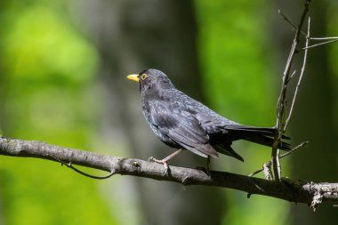 Bir ağaç dalında oturan Erkek Karatavuk (Turdus merula)