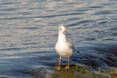 Doğal siyah başlı martının ayrıntılı portresi (Larus ridibundus)