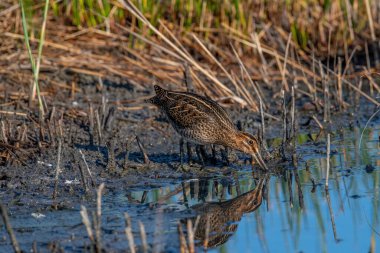 Göl kenarındaki sığ bir lagünün kıyılarını temizlemek için yaygın çulluk (Gallinago gallinago).