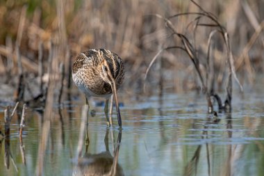 Göl kenarındaki sığ bir lagünün kıyılarını temizlemek için yaygın çulluk (Gallinago gallinago).
