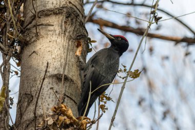 Kara ağaçkakan (Dryocopus martius) ağaç gövdesinde yiyecek arıyor