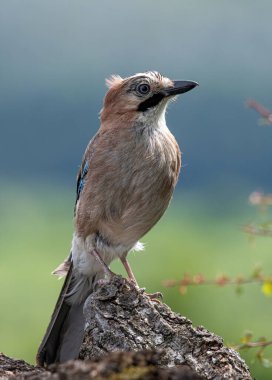 Avrasyalı Jay Garrulus Glandarius 'un portresi. Karga ailesindeki kuş.