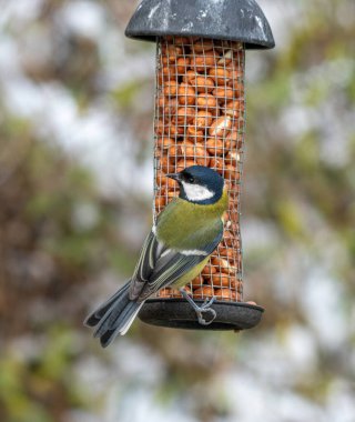 Cute Great tit (Parus major) bird in yellow black color sitting on bird feeder