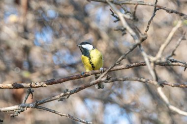 Cute Great tit (Parus major) bird in yellow black color sitting on tree branch