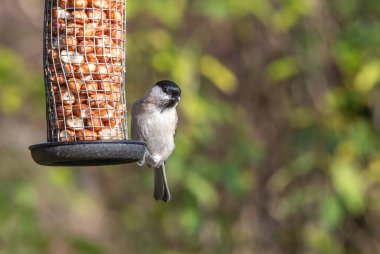 Marsh tit (Poecile palustris)  taking nuts from bird feeder
