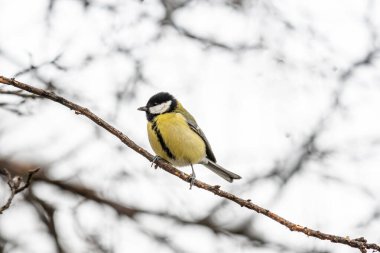 Cute Great tit (Parus major) bird in yellow black color sitting on tree branch