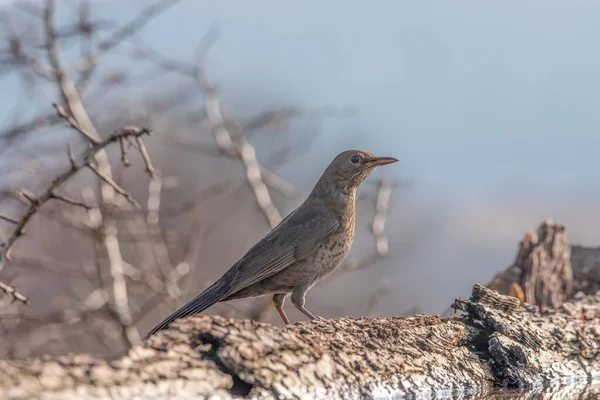 Gros Plan Sur Merle Turdus Merula Nature Oiseaux Sauvages — Photo