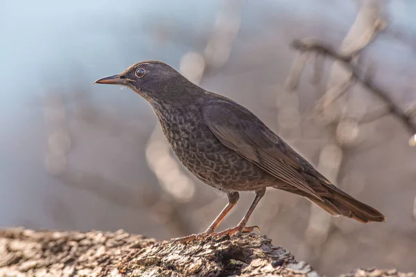 Zbliżenie Kosa Turdus Merula Natura Obraz Dzikiego Ptactwa — Zdjęcie stockowe