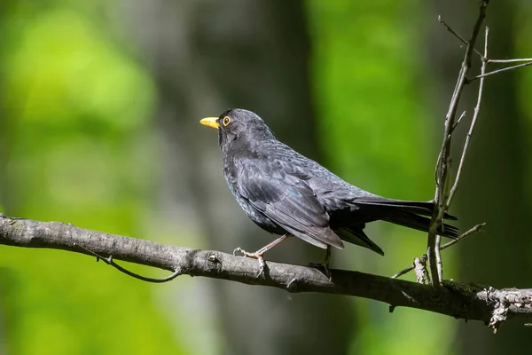 Mężczyzna Blackbird Turdus Merula Siedzi Gałęzi Drzewa — Zdjęcie stockowe