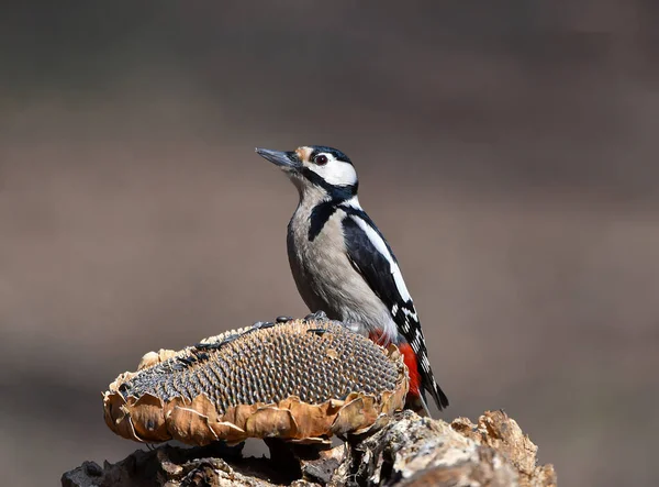 Great Spotted Woodpecker Dendrocopos Major Perching Beech Trunk — Stockfoto