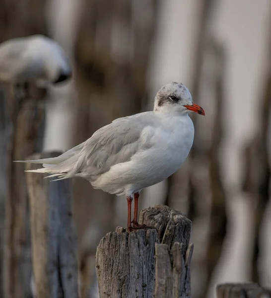 Детальный Портрет Натуральной Черноголовой Чайки Larus Ridibundus — стоковое фото