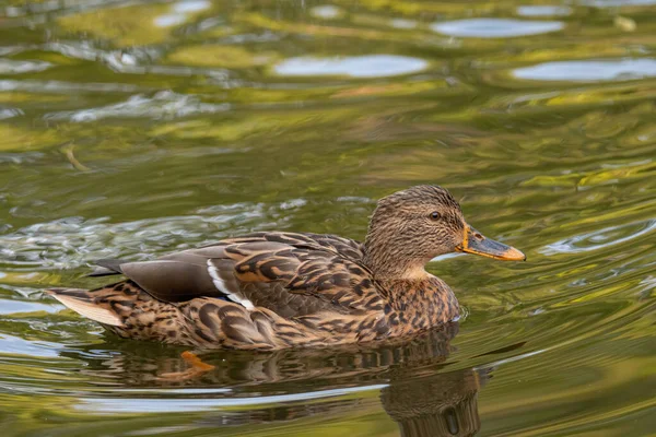 Bir Mallard Duck, Anas Platyrhynchos 'a yakın çekim.