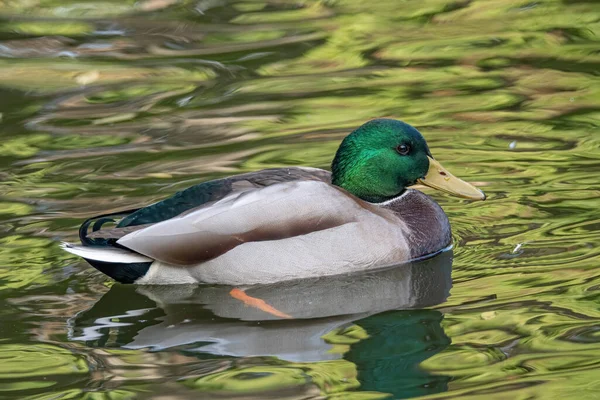 Gölde bir Mallard Duck 'a (Anatidae) yakın çekim. Vahşi hayvanlar.