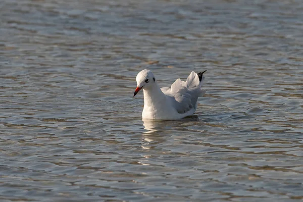 Portrait Détaillé Goéland Tête Noire Larus Ridibundus — Photo