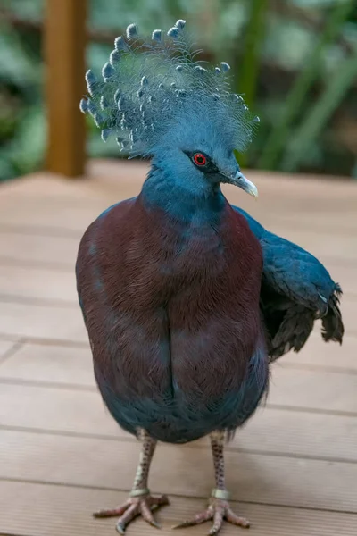 Victoria Crowned Pigeon Large Bluish Grey Pigeon Elegant Blue Lace — 图库照片