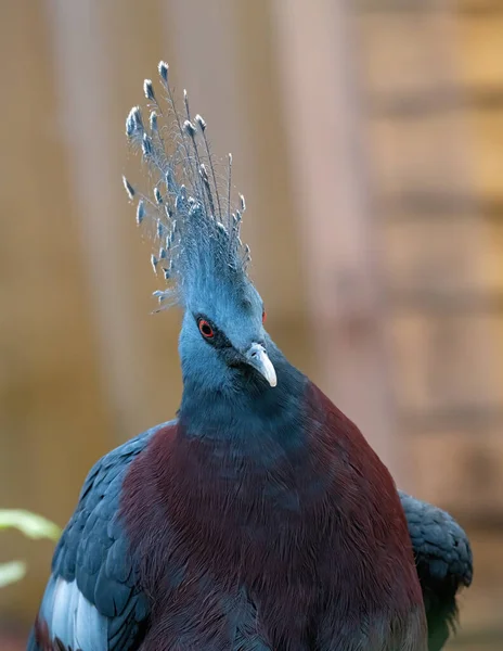 Victoria Crowned Pigeon Part Genus Three Unique Very Large Ground — Fotografia de Stock