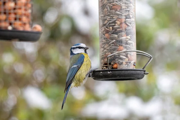 Blue Tit Cyanistes Caeruleus Parus Caeruleus Taking Nuts Bird Feeder — Photo