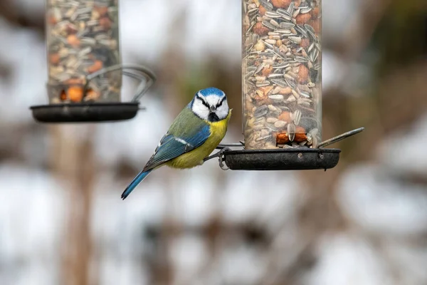Blue Tit Cyanistes Caeruleus Parus Caeruleus Taking Nuts Bird Feeder — Stockfoto