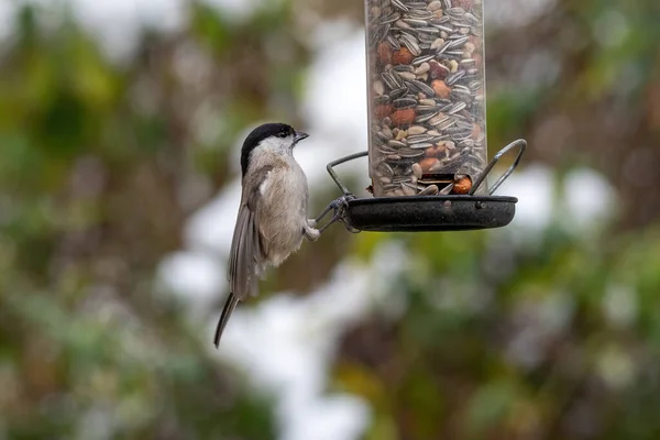 Marsh tit (Poecile palustris)  taking nuts from bird feeder