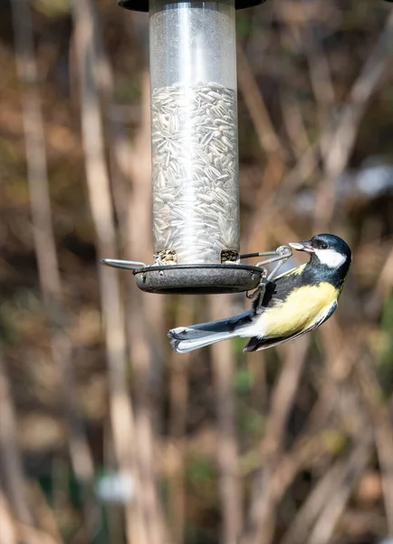 Cute Great Tit Parus Major Bird Yellow Black Color Sitting — 스톡 사진