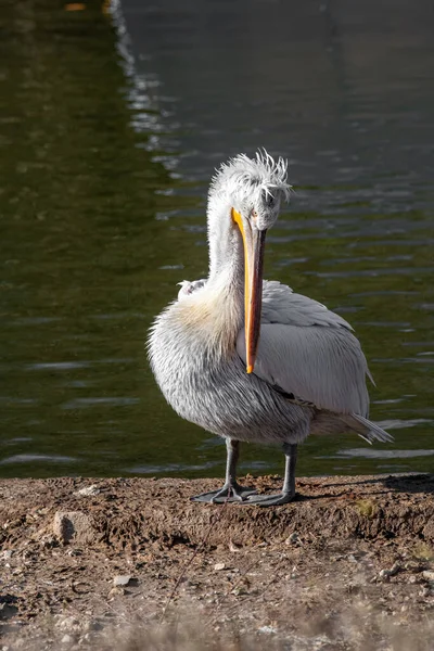 달마티아 코주부원숭이 Pelecanus Crispus 세계에서 — 스톡 사진