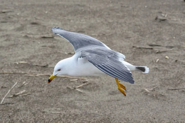 Close Caspian Gull Larus Cachinnans Flight — Fotografia de Stock