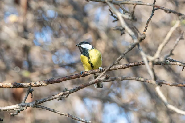 Cute Great Tit Parus Major Bird Yellow Black Color Sitting — 스톡 사진