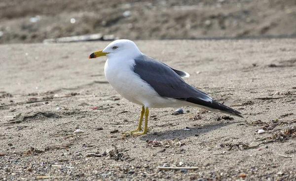 Каспийская Чайка Larus Cachinnans Пляже Стоит Профиль — стоковое фото