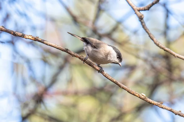 Marsh Tit Poecile Palustris Resting Tree Branch — ストック写真