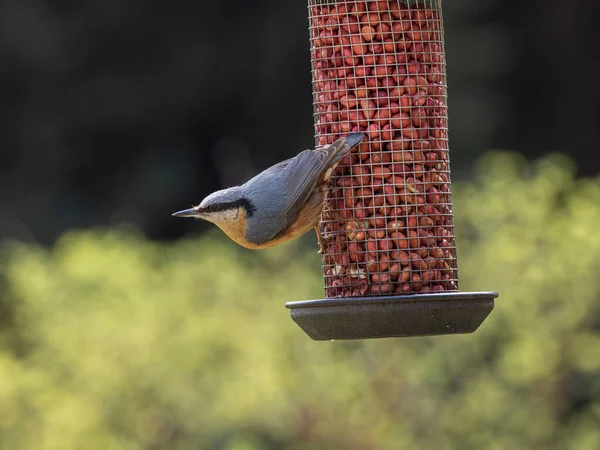 Sittelle Bois Sittelle Eurasienne Prise Noix Mangeoire Oiseaux Avec Espace — Photo