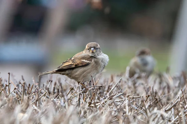 Schöner Kleiner Sperling Natürlichen Hintergrund Allgemeinen Sind Spatzen Kleine Rundliche — Stockfoto