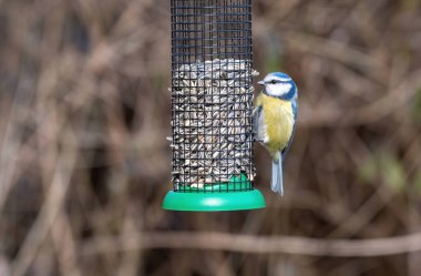 Blue tit (Cyanistes caeruleus or Parus caeruleus) taking nuts from bird feeder