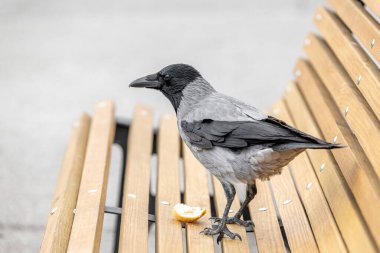 Kapüşonlu karga portresini kapat (Corvus cornix)