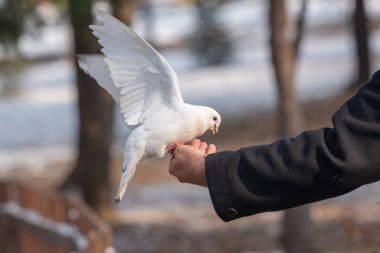 Beyaz güvercin insan elinden yer. Arkadaşlık ve yardım kavramı.