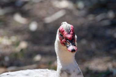 Beyaz Muscovy ördek portresi Musky ördeği Indoda Berberi ördeği halk bahçesinde kırmızı burun mercanlarıyla