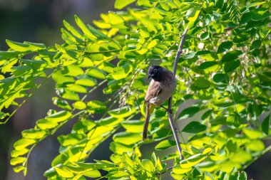 Beyaz gözlüklü Bulbul (Pycnonotus xanthopygos) bir dala oturmuş